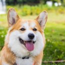 강아지소풍 이미지