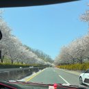 2023 대청호 벚꽃길 마라톤 대회 | [ 일상 ] 2026년 대청호 벚꽃길 마라톤 대회 10km 참가 후기💚