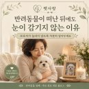 강릉펫사랑(장례식장) | 반려동물이 떠난 뒤에도 눈이 감기지 않는 이유 | 강릉반려동물장례식장 펫사랑