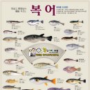복어나라 이미지
