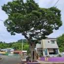 숲쟁이꽃동산제2주차장 | 거제도 가볼만한 곳 2주가 절정인 지세포 라벤더 공원 진성꽃동산 실시간 개화 후기