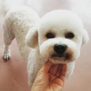 또오개