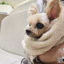 온동물병원 | · 강아지 담낭점액종 수술 후기 1 ::13살 1.8kg...부산 서면 24시 온동물의료센터에서 췌장염 및 담낭...