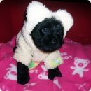 하우스독 이미지