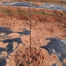 노안농장 이미지