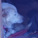 초록언덕펜션 이미지