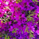 삼천초등학교병설유치원 이미지