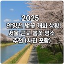 안양천 벚꽃 만개! 2025년 봄 벚꽃 명소 추천