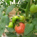 백사농장 이미지