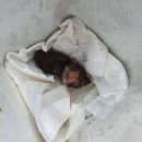 선데이차일드 커스텀 오더 후기 (11cm 타입)