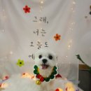 늘이쁘개 이미지