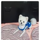 더 편하개 이미지