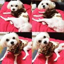 인생치킨 이미지