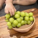 병권네포도농원 | 입장샤인머스캣 택배로 받아본 후기