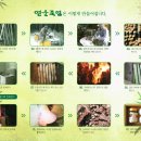 연운죽염
