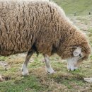 양평양떼목장 이미지