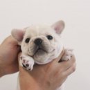 넥서스켄넬 이미지