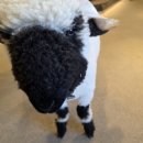 한마음매점 | 서울 근교 포천 데이트 마이애니멀스토리 평강랜드 할인 꿀팁 &amp; 주말 방문 후기