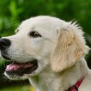 주식회사 견생상점 이미지