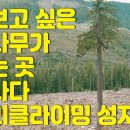 큰나무 이미지