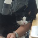 고양이 미용&호텔 뽀냥 이미지