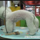 애니펫살롱 이미지