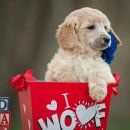 예쁜강아지 이미지