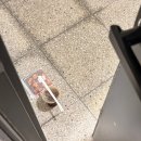 스타벅스시흥대야동점 | 스타벅스x베이프 마일로코스터 :: 구매방법, 시흥 재고 현황, 제외매장 리스트