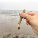 갯벌부흥펜션 | 갯벌부흥펜션 진산리갯벌체험 비가 와도 신나는 가족여행