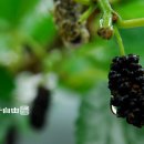 풍경산수화 이미지