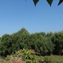 버드나무 이미지