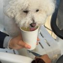 하이앤팜 | 본앤하이리 후기, 전주 근교 아이랑 반려동물 동반하기 좋은 야외 카페 추천