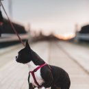 쌀강아지 이미지