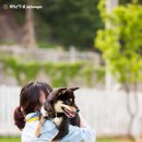 발라당 이미지