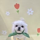 루비펫살롱 | 말티즈 루비 맞춤 미용 후기 | 6mm클리핑 닭발 알머리