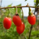 대가야역사테마관광지 이미지