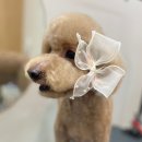 써니펫살롱 이미지