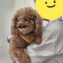 수애견 이미지