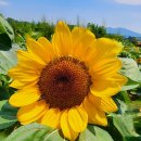 ♡함안연꽃 및 해바라기 축제(12회)답사 이미지