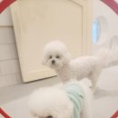 광교 애견유치원 애견호텔 바우스쿨 이미지