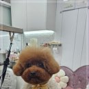 멍멍 스타일 이미지