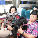 테마 애견 이미지