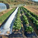 풍년농장 이미지