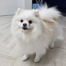 멍멍사우나 이미지