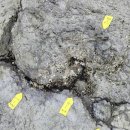 진주 정촌면 백악기 공룡ㆍ익룡발자국 화석산지 이미지