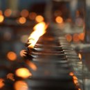 실론농장 이미지