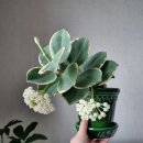 마음에 꽃을 피우는 행복한 생활원예 | 호야 키우기 꽃말 꽃피우는 방법꼭 알아야 할 관리법