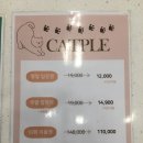 캣플헤븐 천안불당점 | 천안 신불당) 캣플헤븐 고양이카페 방문 후기