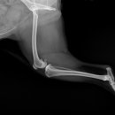 새싹 동물병원 이미지