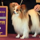 쇼독(Show dog) 이미지